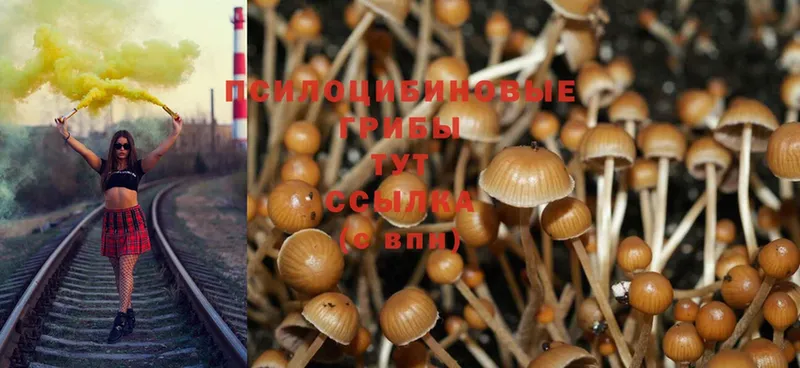 Псилоцибиновые грибы Psilocybe  Балашов 